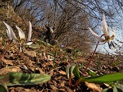 Monte Zucco ad anello ‘fiorito’ da S. Antonio via Sonzogno-26mar22 - FOTOGALLERY